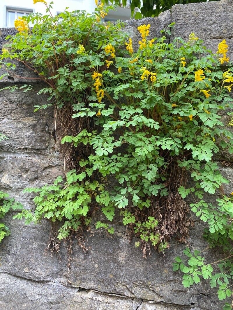 Colombina gialla 12
