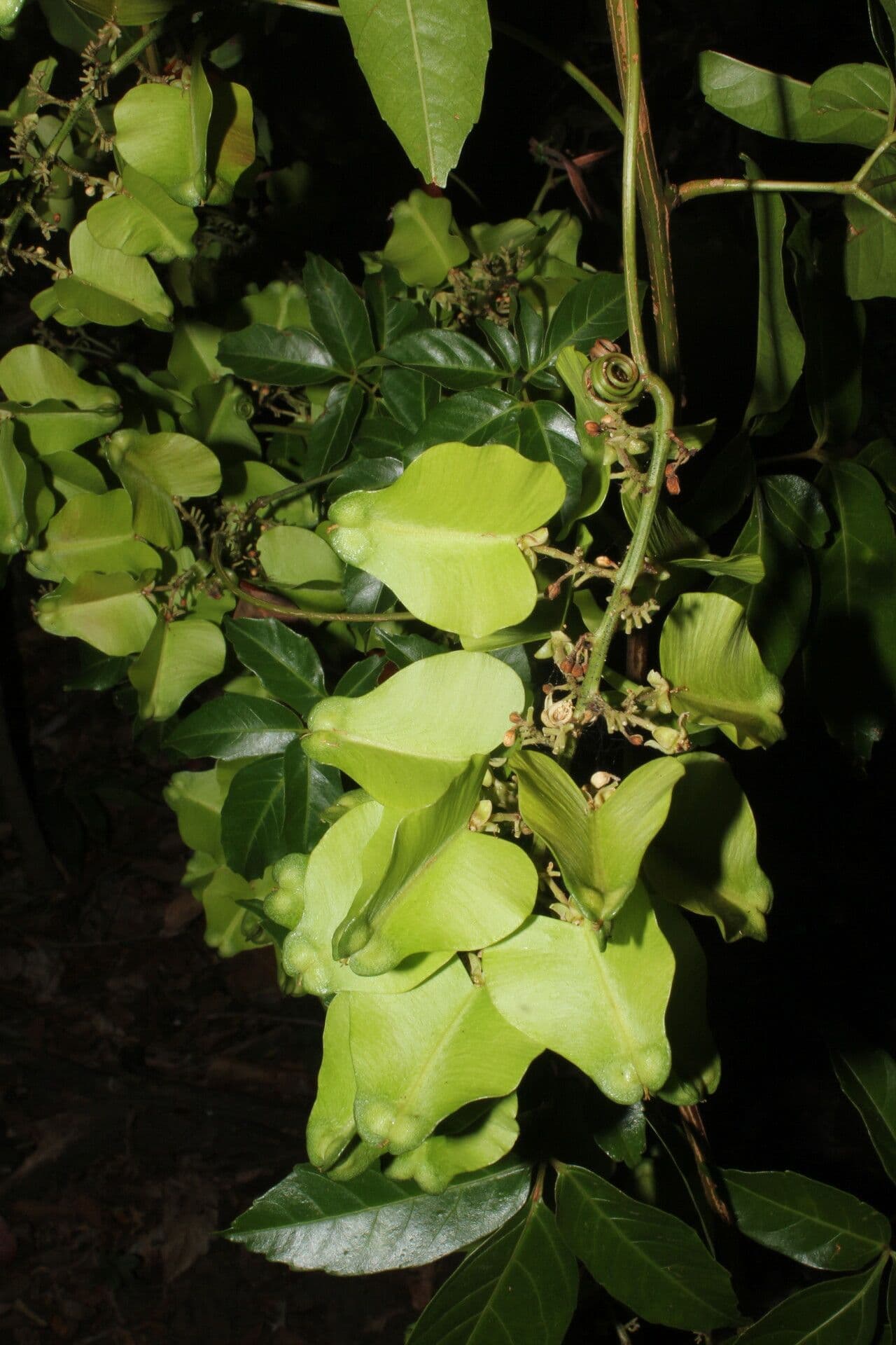 Serjania 8