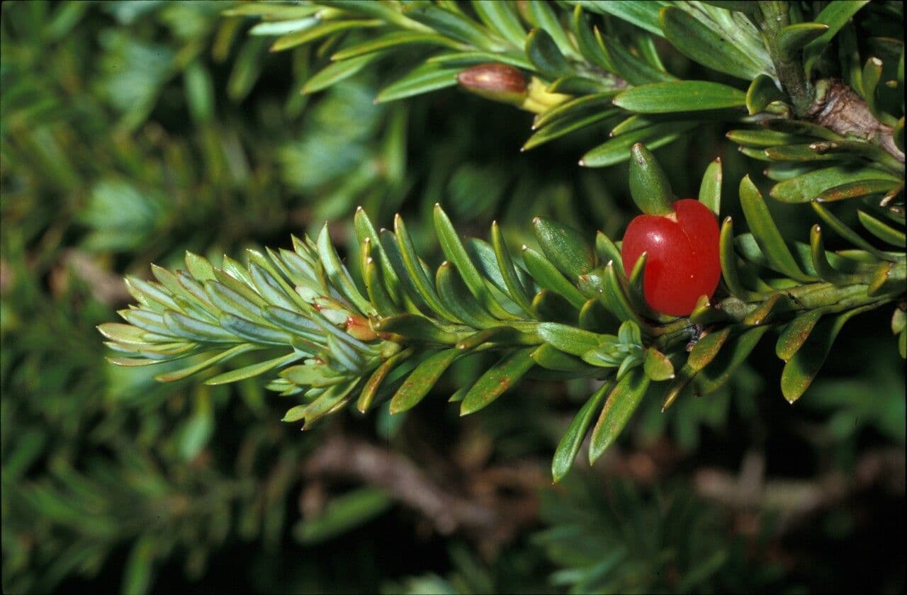 Podocarpus nivalis