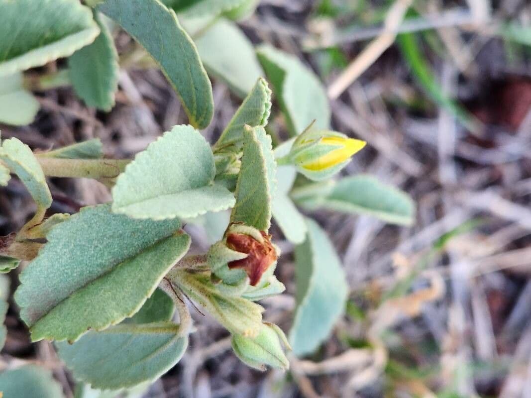 Sida ovata
