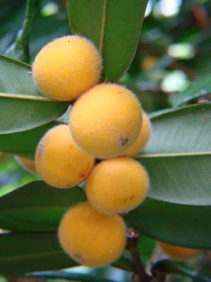 Mirciaria 3
