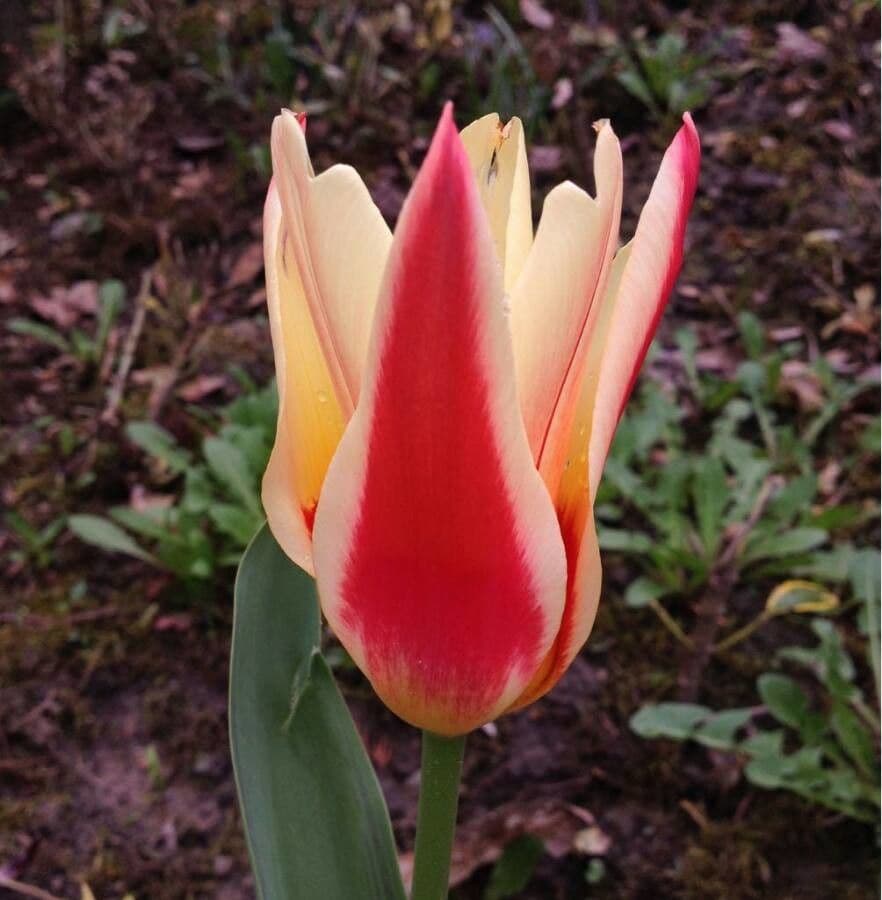 Tulipano ninfea 5
