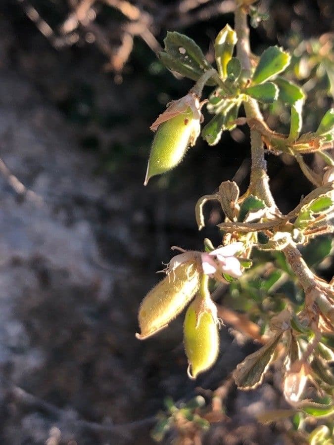 Ononide tridentata