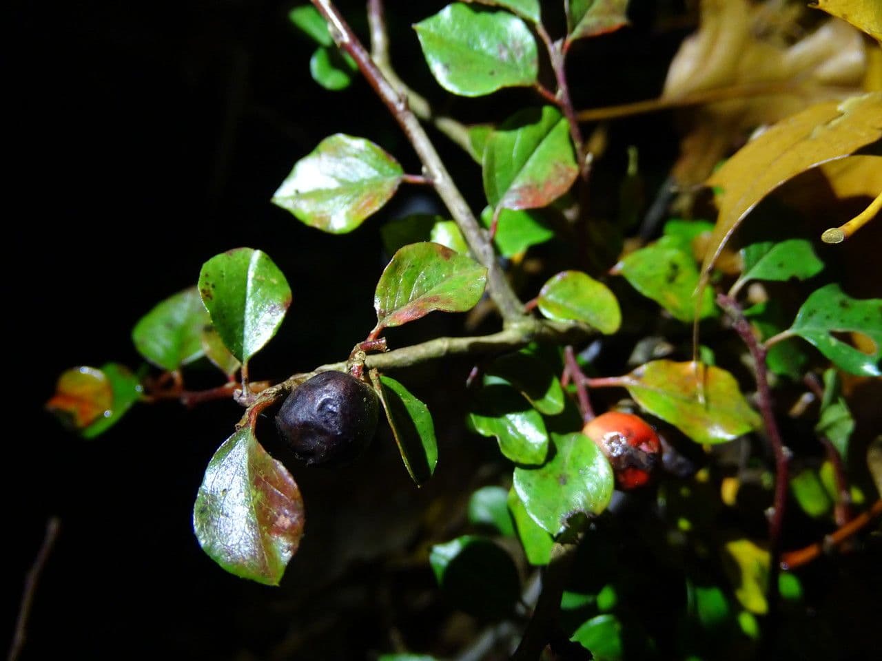 Cotoneaster 2