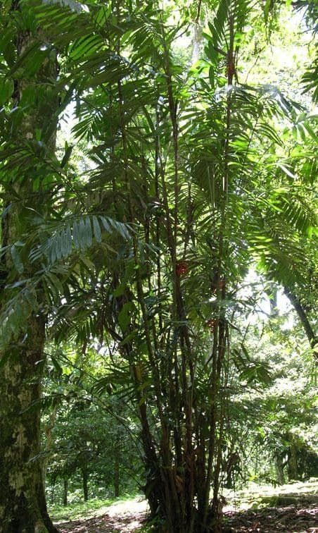 Bactris 6