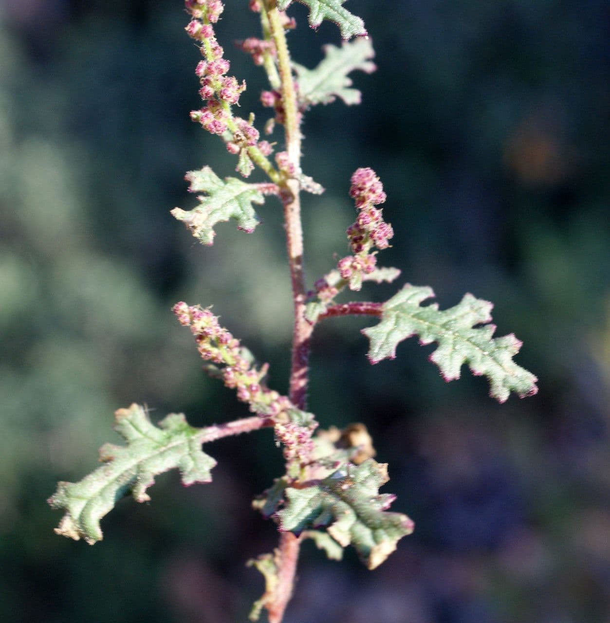 Chenopodio 14