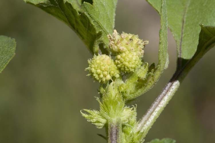 Xanthium