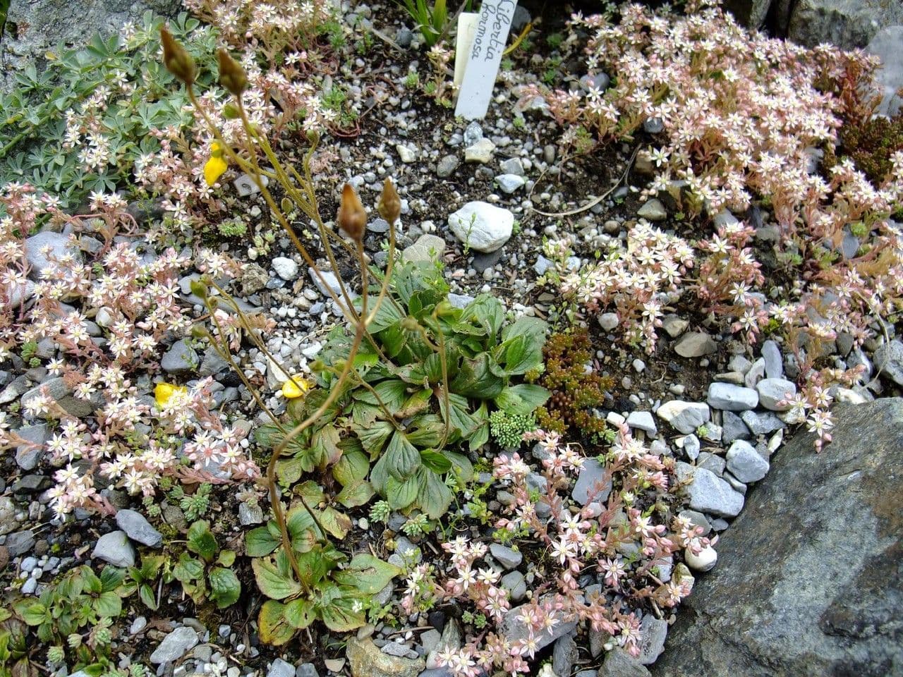 Scarpetta biflora 5