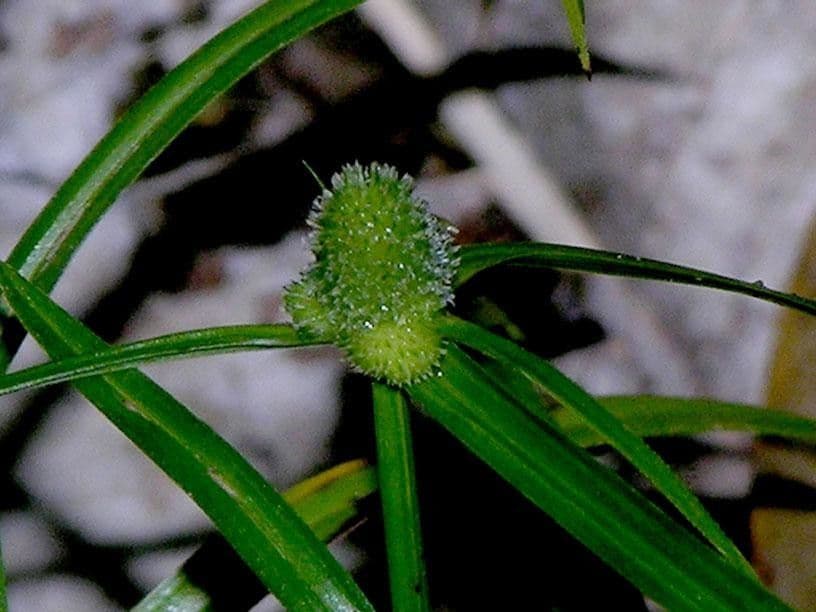 Low spikesedge 5
