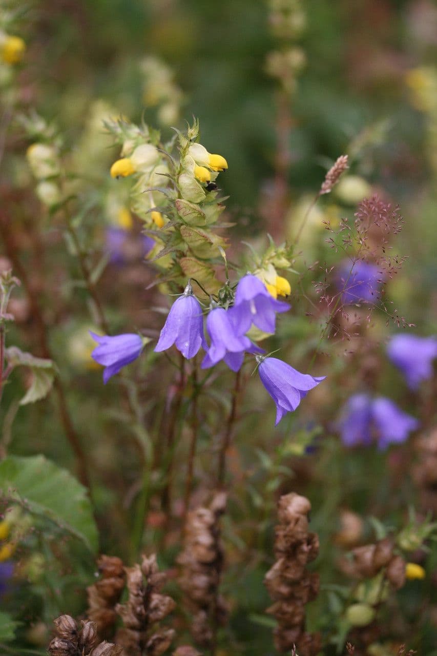 Rundblättrige Glockenblume 14