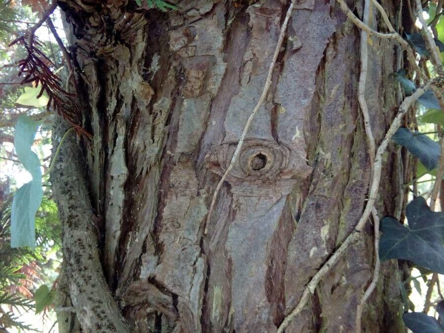 Northern white-cedar 25