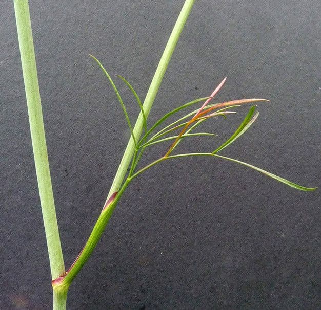 Peucedano gallico 22
