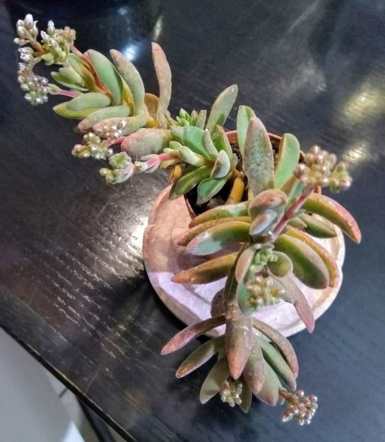Crassula 5