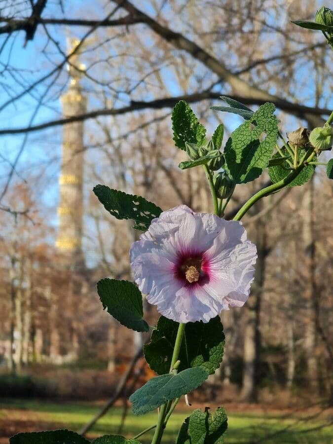 Malva subovata 10