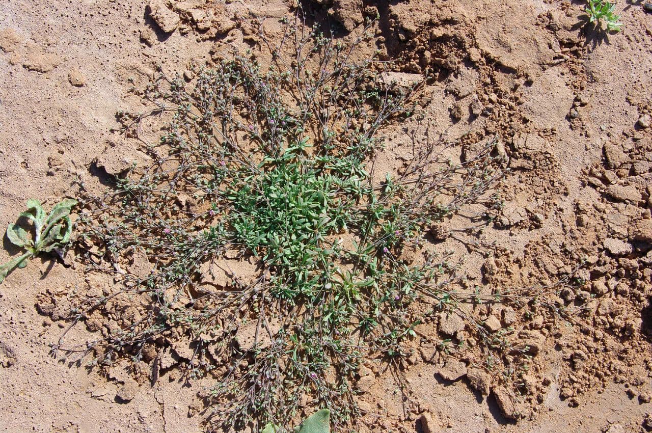 Polycarpaea 8