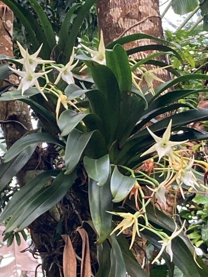 Orchidea di Darwin