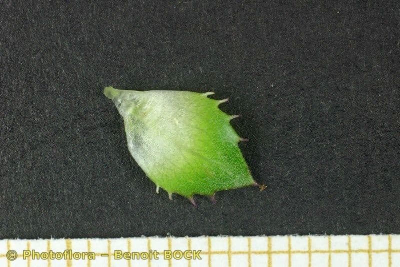 Jasione 2