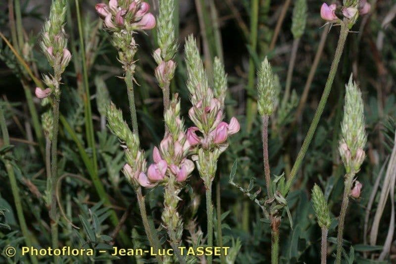 Sulla arenaria 5