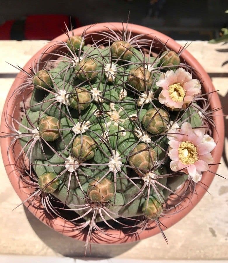 Cactus 8