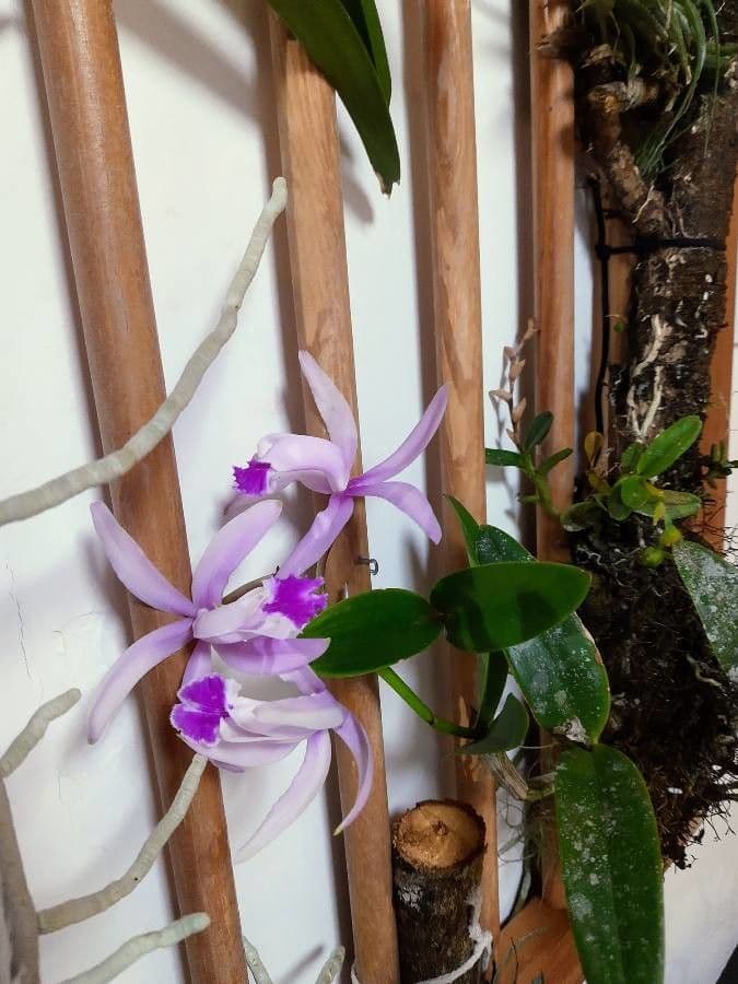 Cattleya intermedia 5