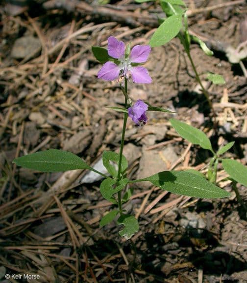 Clarkia romboidale 10