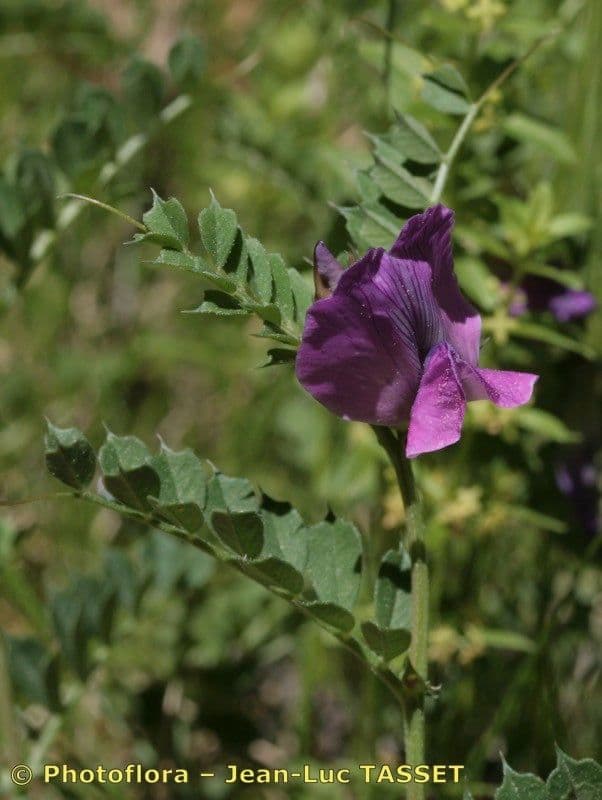 Vesce des Pyrénées 22