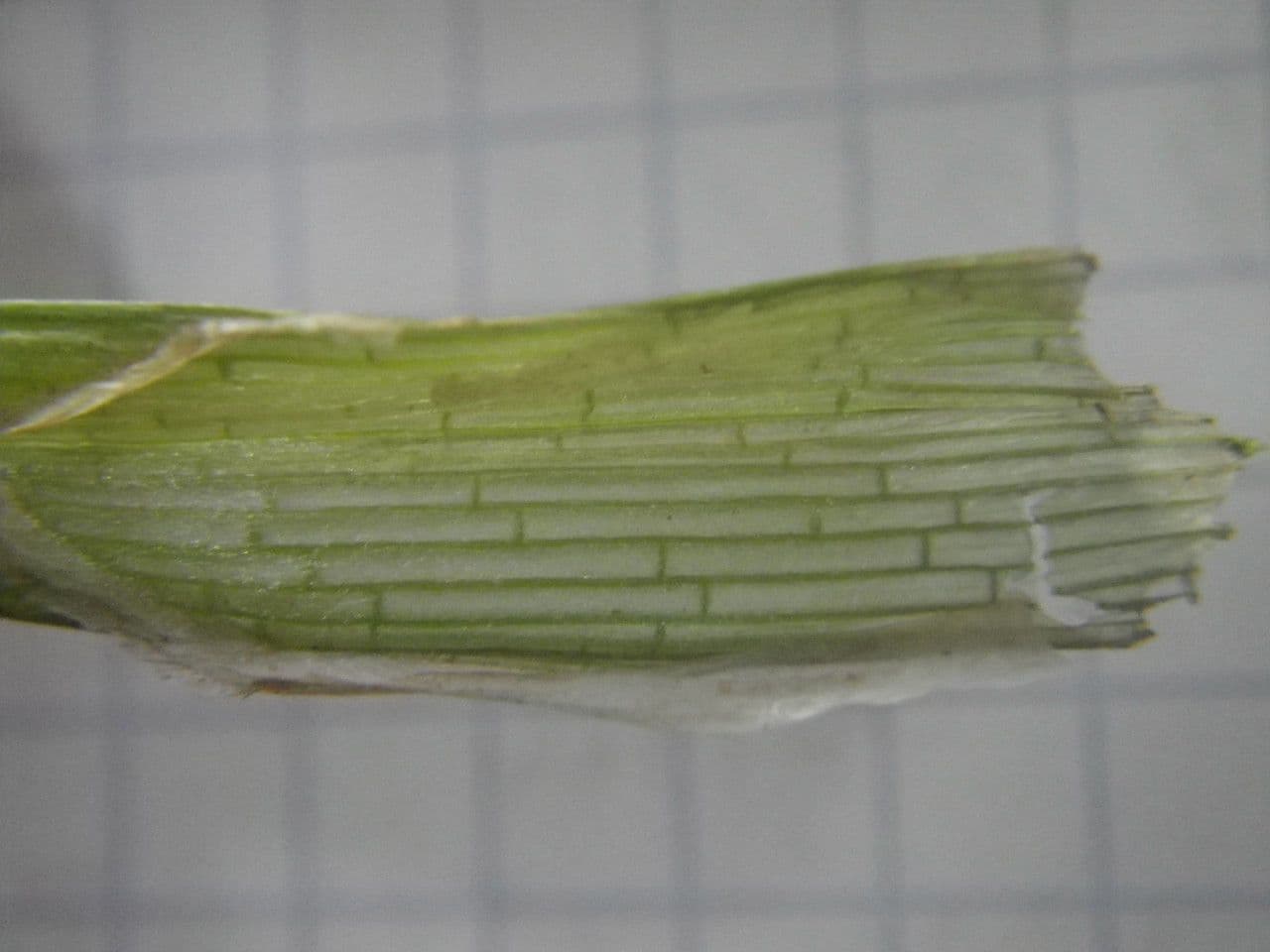 Zigolo difforme 22