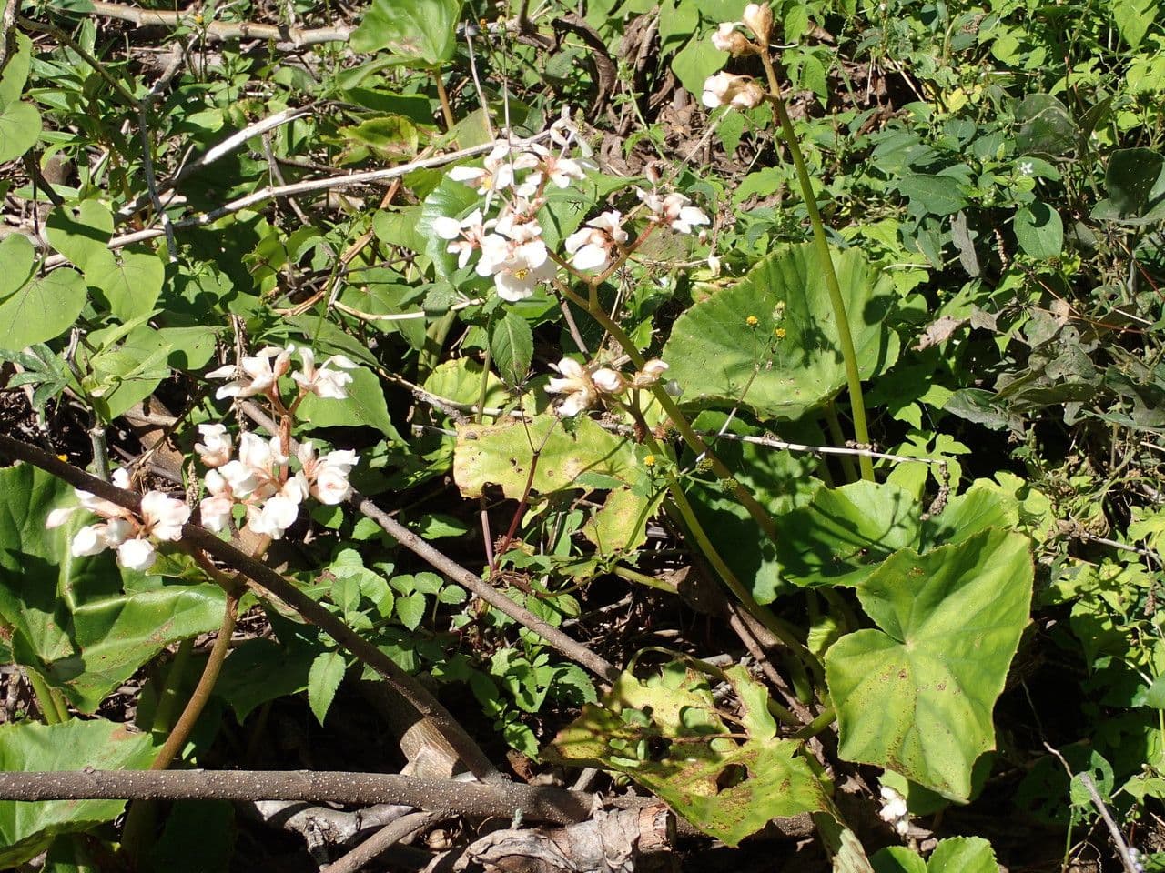 Begonia 11