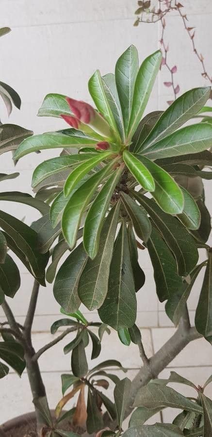 Lilipop impala 15