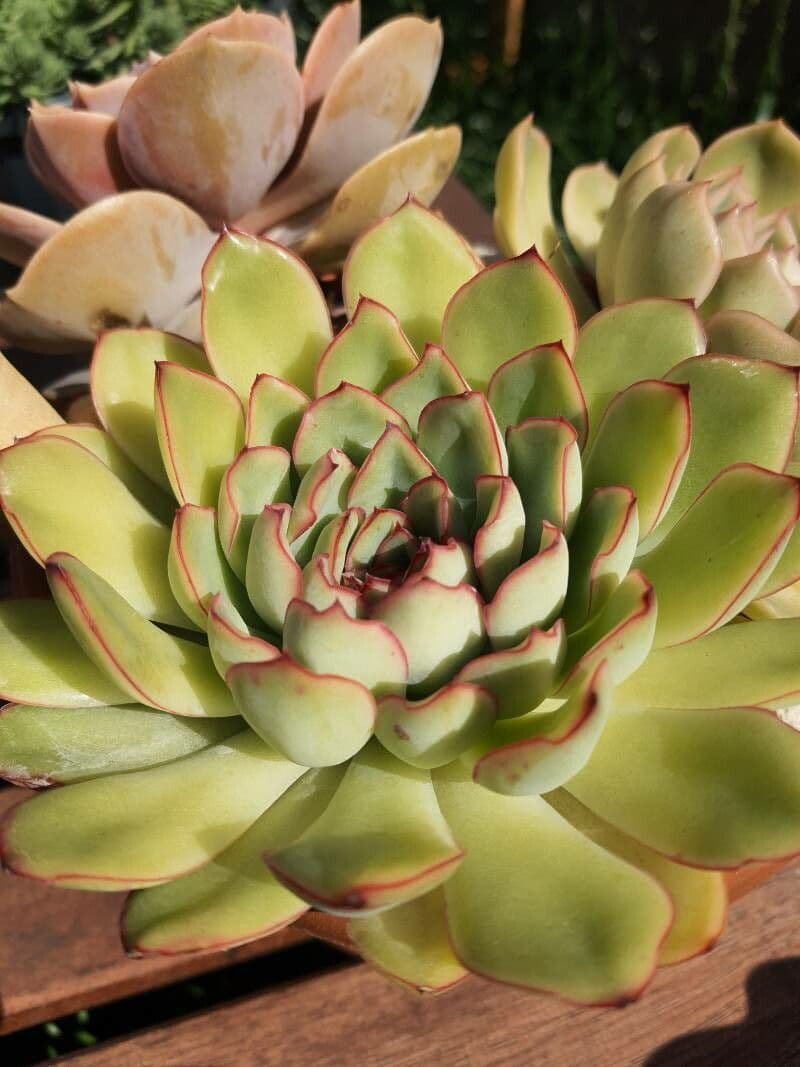 Echeveria 19