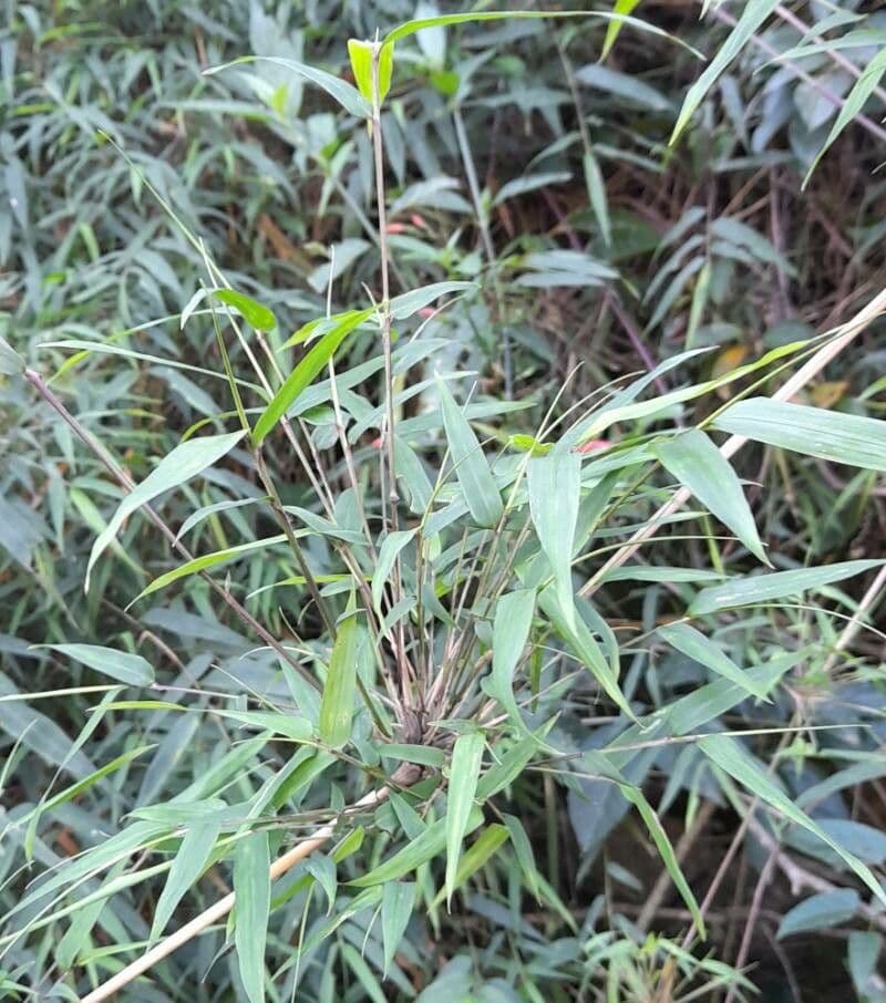 Chusquea 6