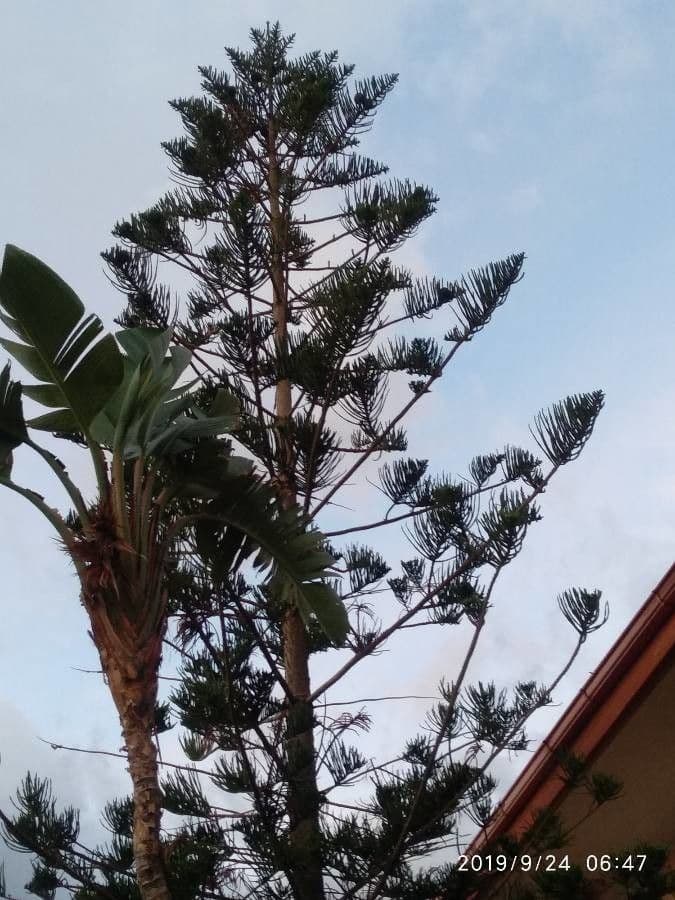 Araucaria 12