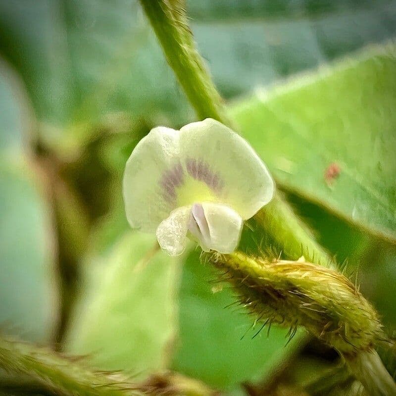 Boby perennial 6