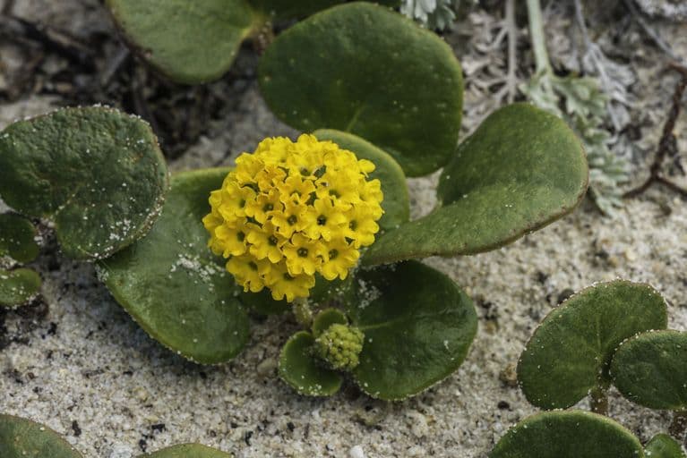 Abronia 11