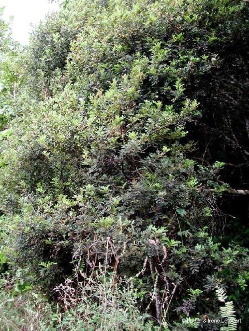 Guioa villosa 11