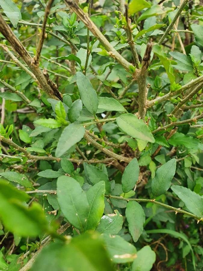 Erythrococca 2
