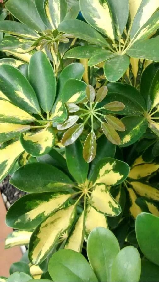 Schefflera arbicole 20