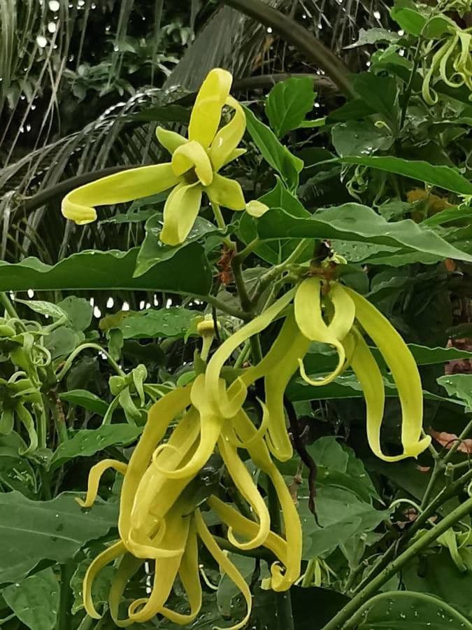 Ylang-ylang 11