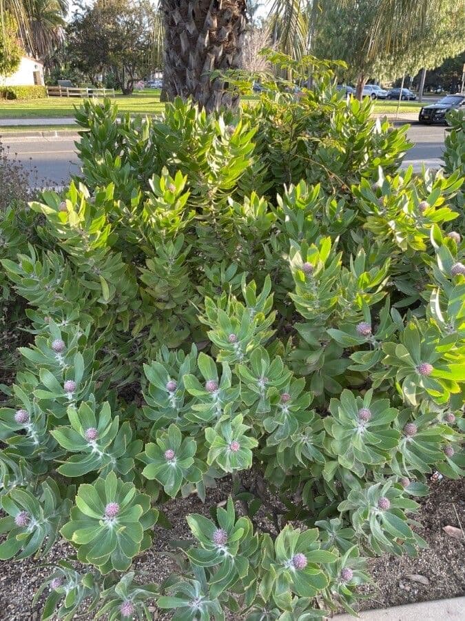 Leucospermum 10