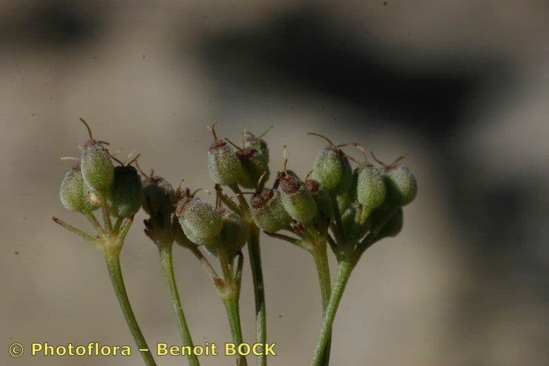 Pimpinella tragium 2