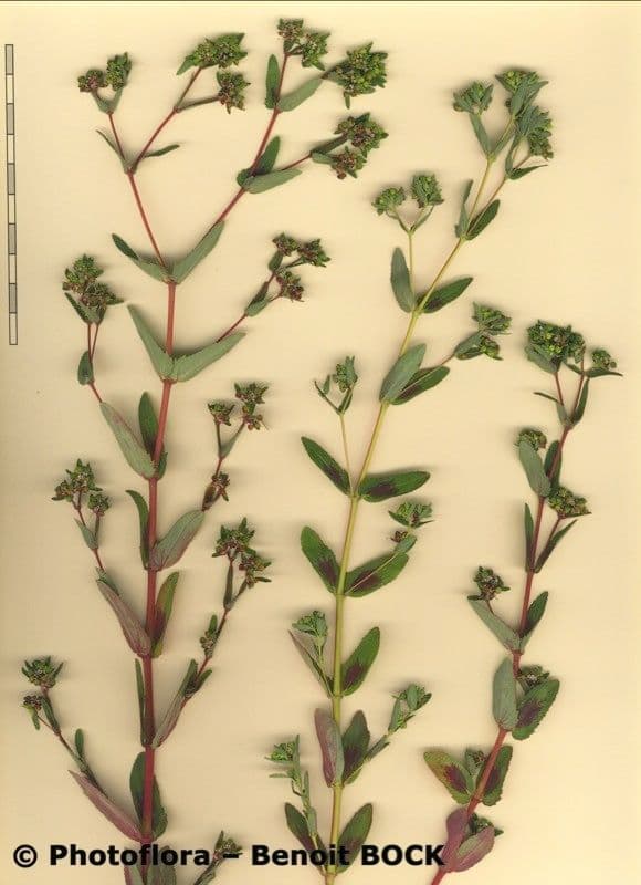 Euforbia pendula 29
