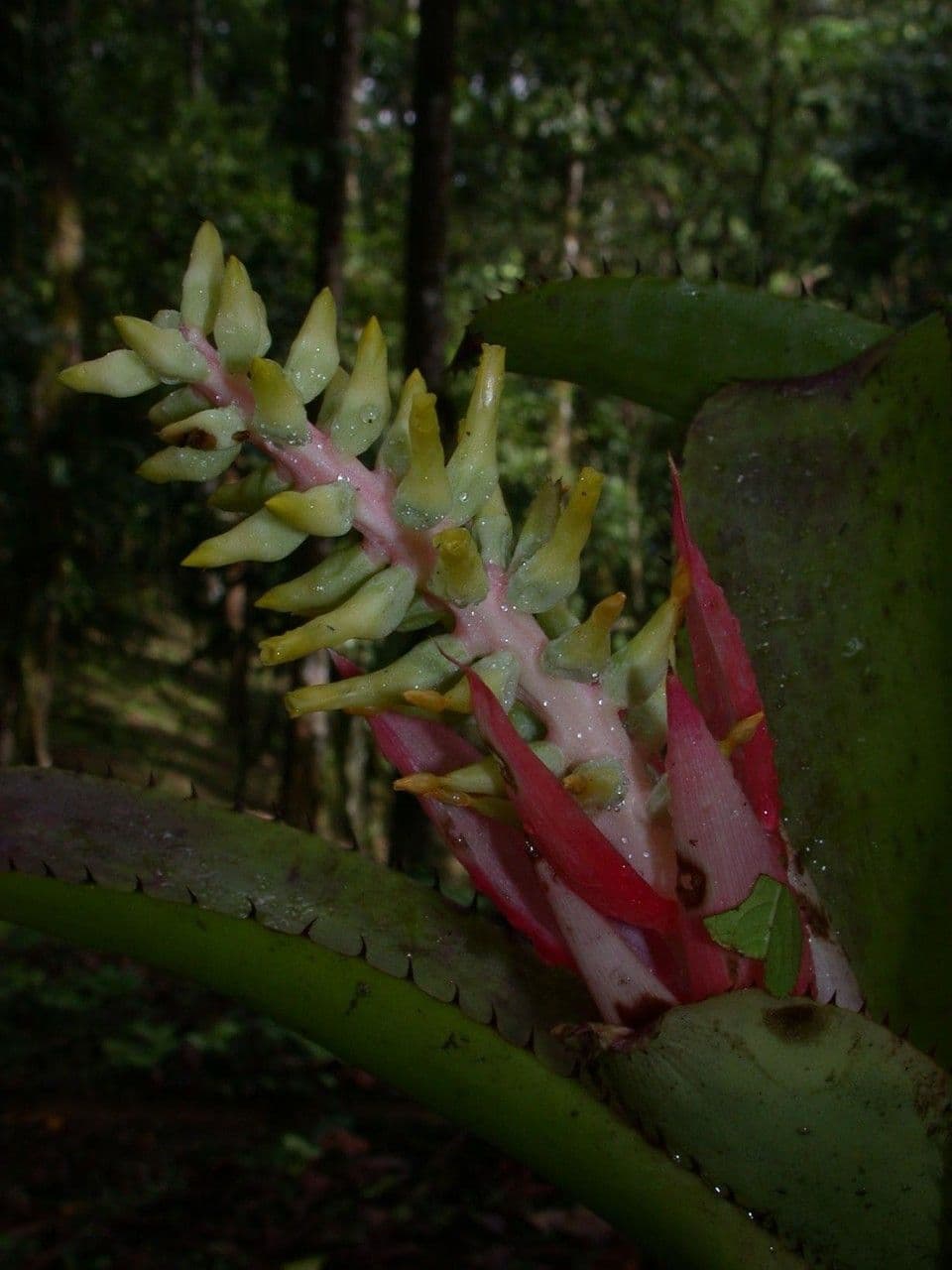 Aechmea nudicaulis 23