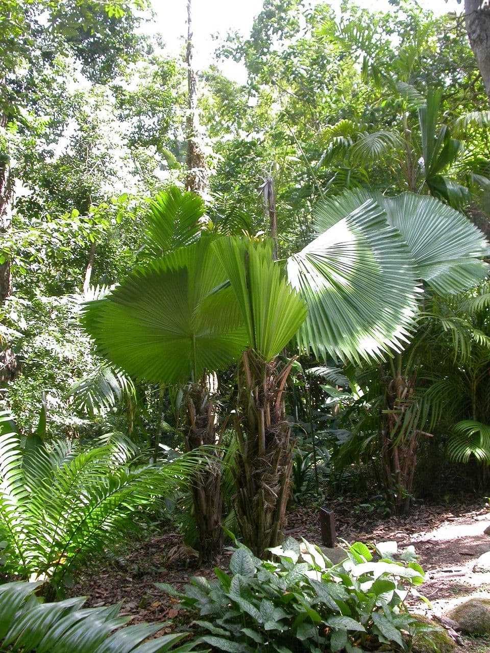Licuala 2