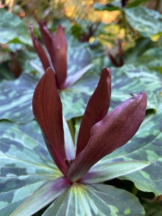 Trillium maculé 4