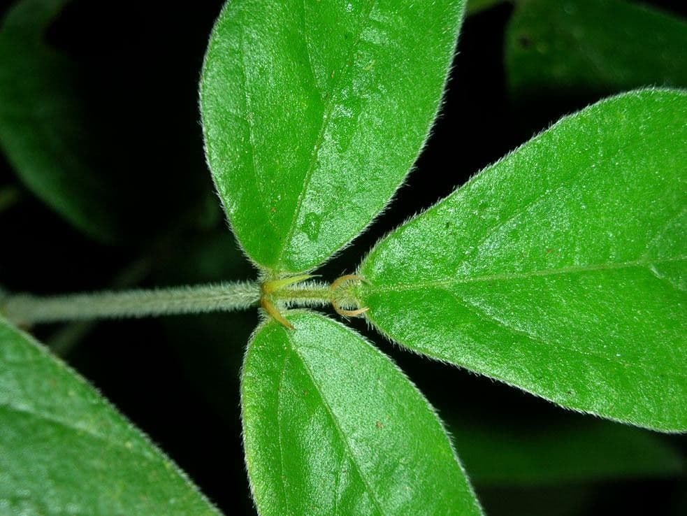 Desmodium 9