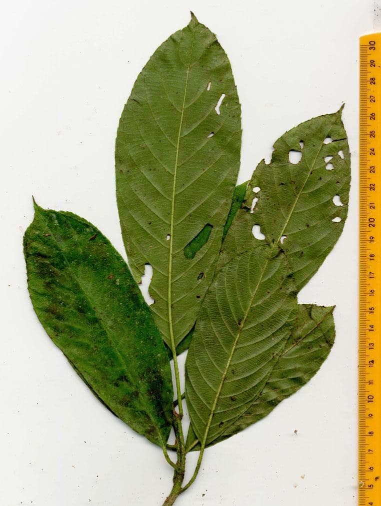 Saurauia 22
