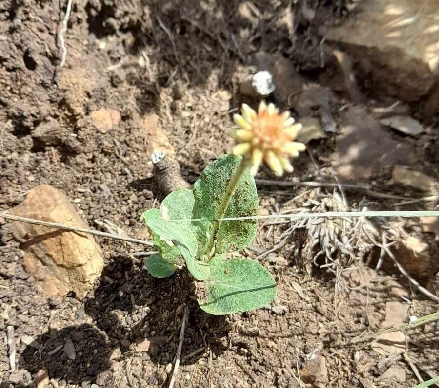 Gomphrena 10
