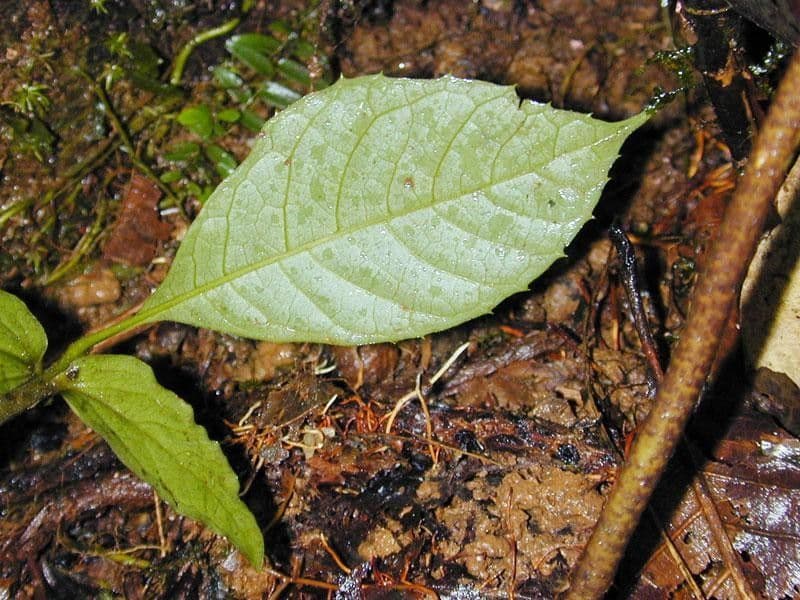 Meliosma 4