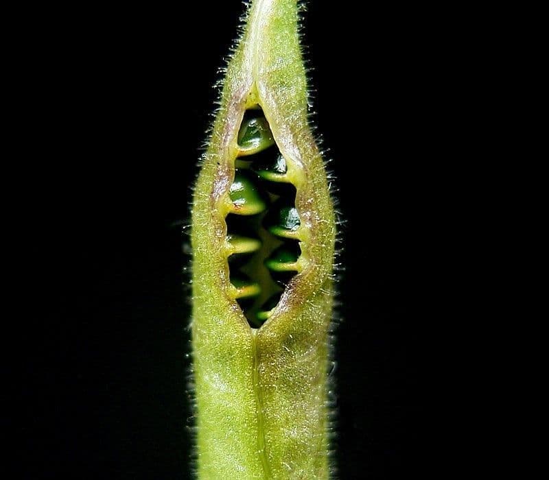 Aconito napello 2