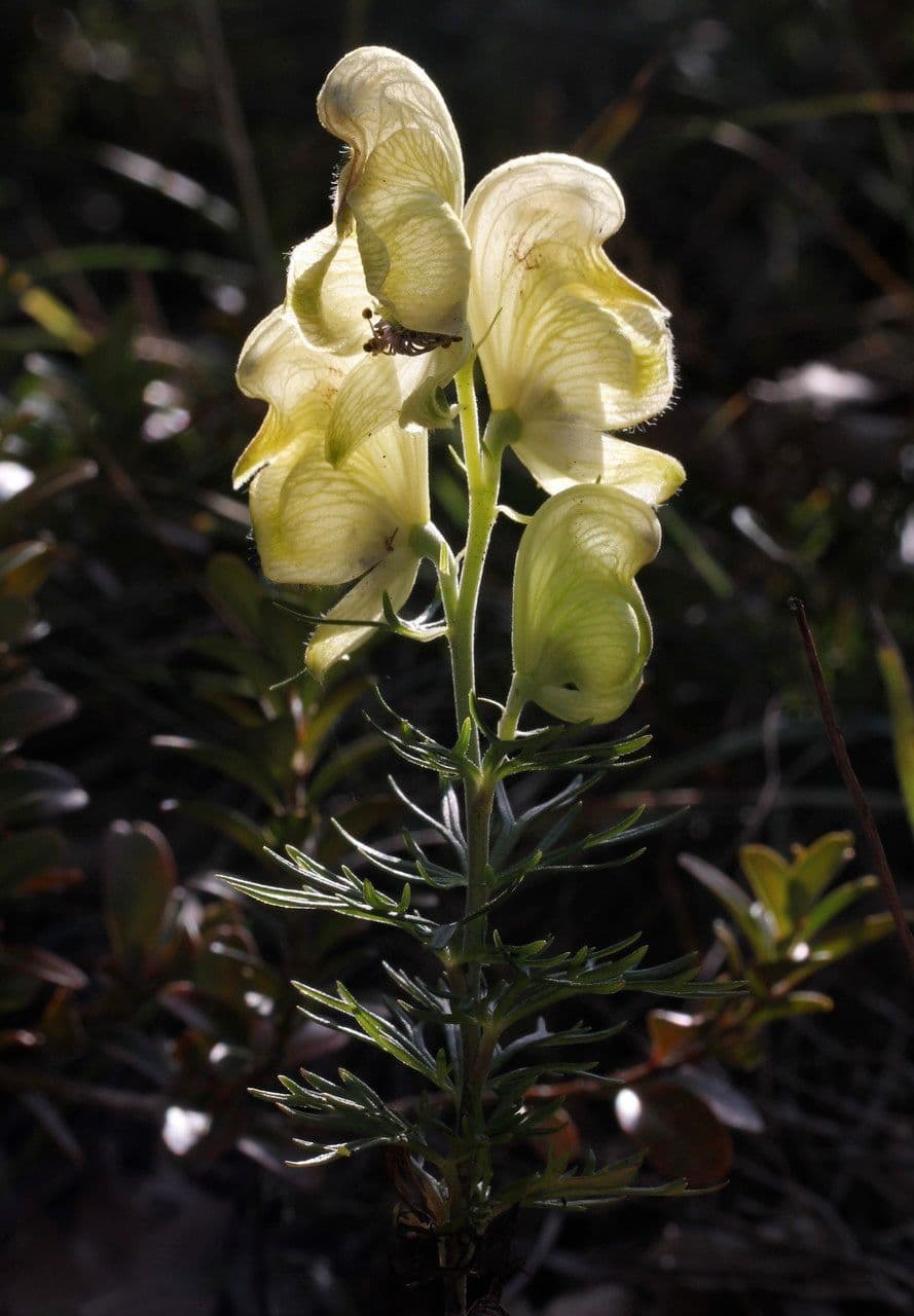 Aconito anthora 8